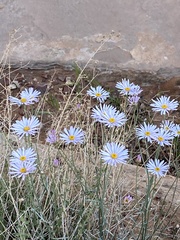 Erigeron utahensis