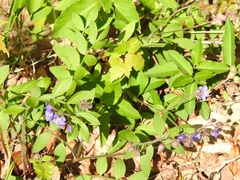 Polemonium reptans villosum