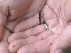 Betaeopsis aequimanus