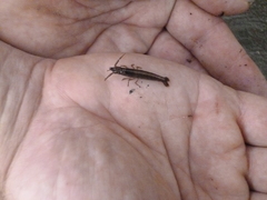 Betaeopsis aequimanus
