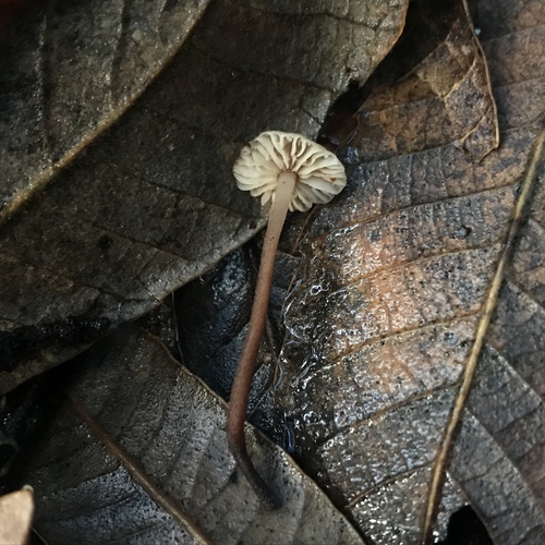 Mycetinis copelandii image