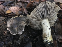 Tricholoma luteomaculosum