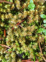 Diobelonella palustris