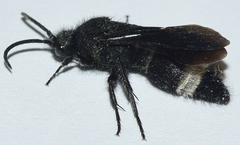 Dasylabris atrata