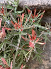 Castilleja scabrida scabrida