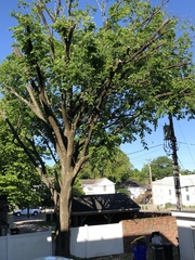 Ulmus rubra