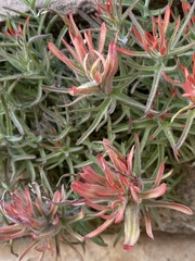 Castilleja scabrida scabrida