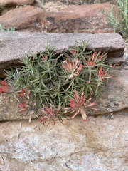 Castilleja scabrida scabrida