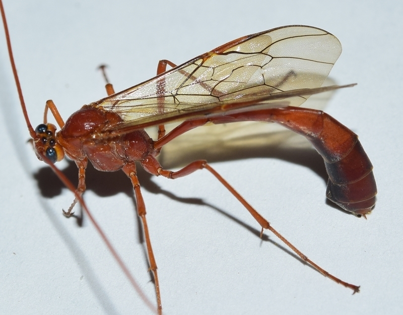 Enicospilus undulatus