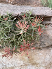 Castilleja scabrida scabrida
