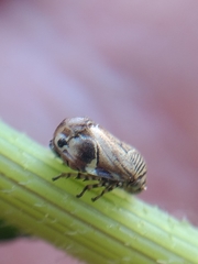 Clastoptera lineatocollis