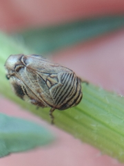 Clastoptera lineatocollis