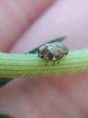 Clastoptera lineatocollis
