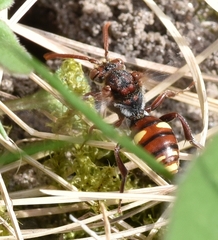 Nomada ruficornis