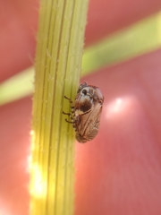 Clastoptera lineatocollis