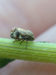 Clastoptera lineatocollis