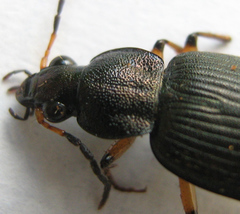 Chlaenius perspicillaris