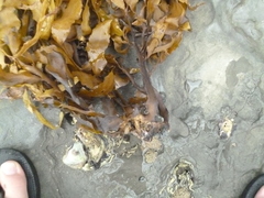 Carpophyllum flexuosum