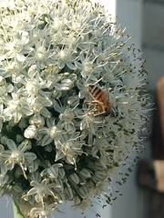 Apis mellifera