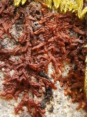 Frullania fragilifolia