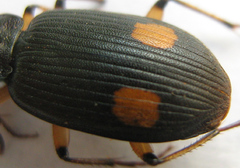 Chlaenius perspicillaris