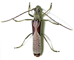 Uracanthus triangularis