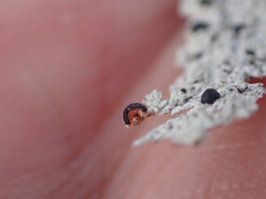 Mycoblastus sanguinarius