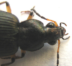Chlaenius perspicillaris