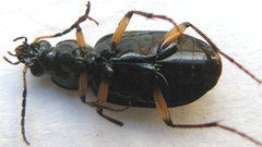Chlaenius perspicillaris