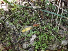 Chaerophyllum colensoi colensoi