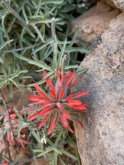 Castilleja scabrida scabrida