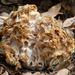 Cabbage-Head Fungus - Photo (c) Christian Schwarz, some rights reserved (CC BY-NC), uploaded by Christian Schwarz