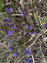 Polygala serpyllifolia