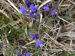 Polygala serpyllifolia
