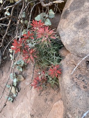 Castilleja scabrida scabrida