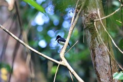 Platysteira castanea