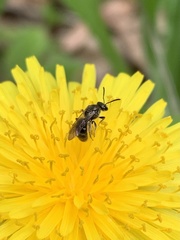 Halictus confusus