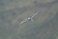 Sterna vittata bethunei