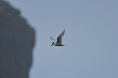 Sterna vittata bethunei