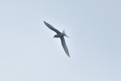 Sterna vittata bethunei