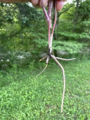Sanicula smallii