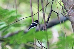 Platysteira castanea