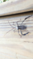 Acanthocephala declivis