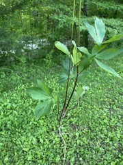 Sanicula smallii