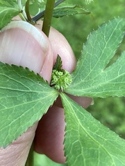 Sanicula smallii