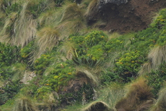 Anisotome antipoda