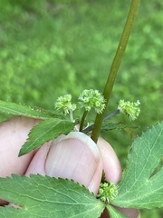 Sanicula smallii