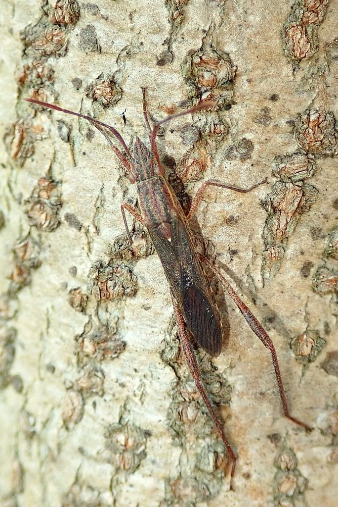 Zulubius