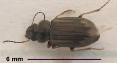 Platymetopus figuratus
