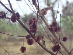 Combretum micranthum